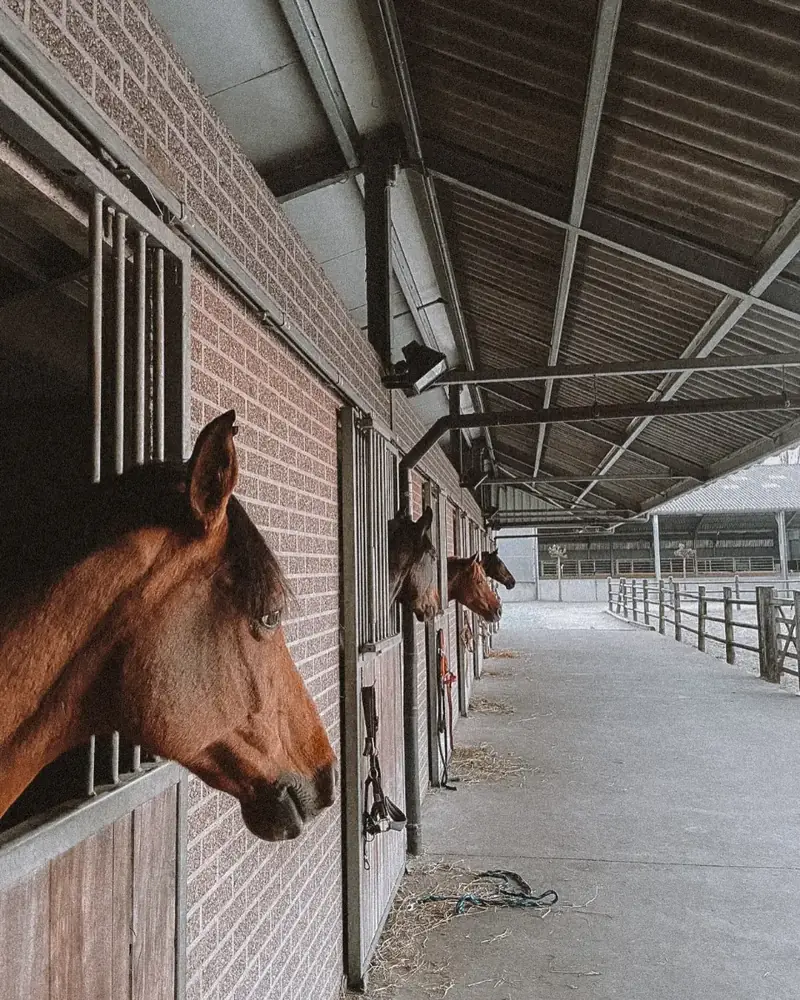 Paarden kijken uit hun boxen