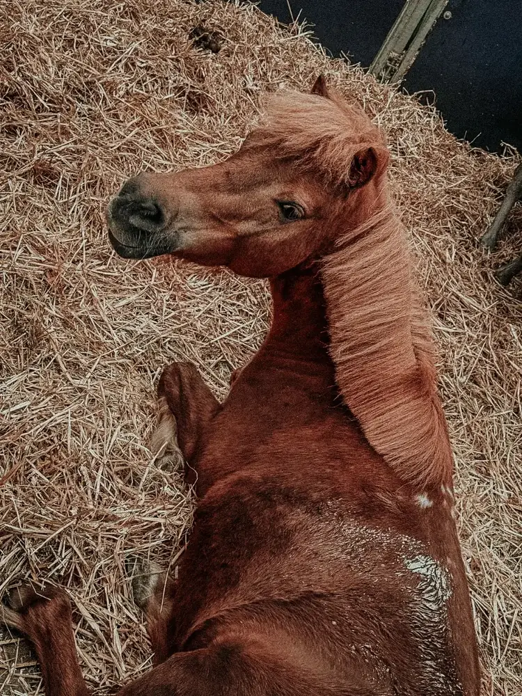 Pony rolt in vers stro