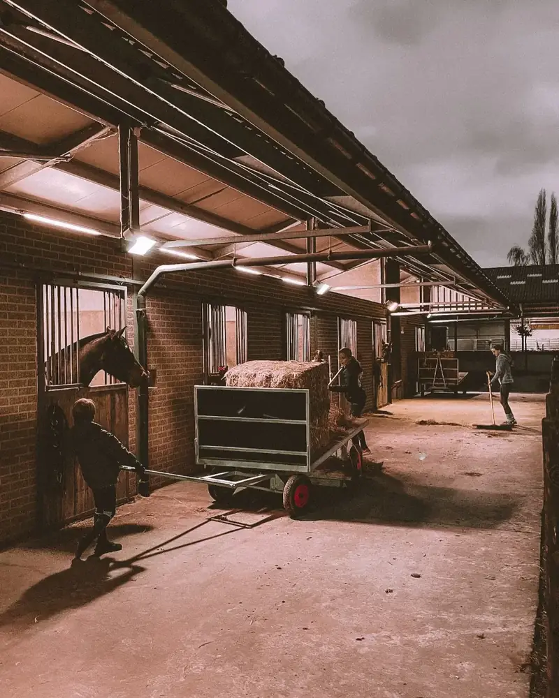 De stalgang met boxen